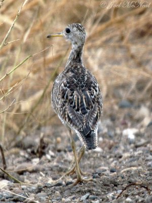 Upland Sandpiper: Medicine Lake NWR, Sheridan Co., MT