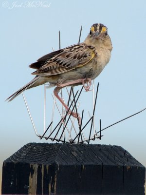 Grasshopper Sparrow: Medicine Lake NWR, Sheridan Co., MT