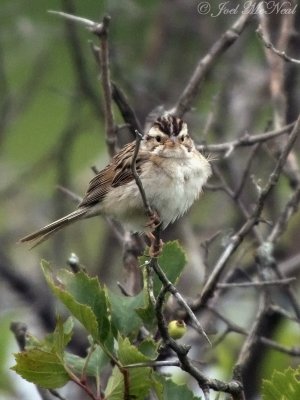 Clay-colored Sparrow: Lostwood NWR, Burke Co., ND