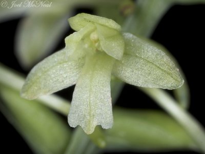 Small Green Wood Orchid: Platanthera clavellata