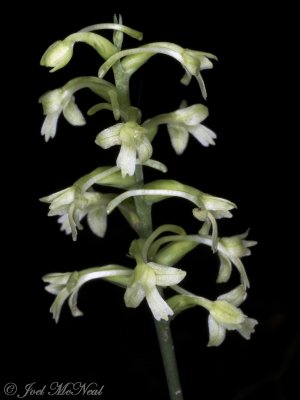 Small Green Wood Orchid: Platanthera clavellata
