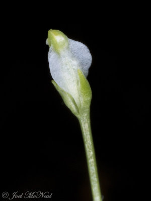 Northern Bluethread: Burmannia biflora early in development: Bartow Co., GA