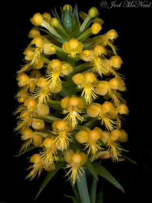 Crested Yellow Orchid: Platanthera cristata, Bartow Co.