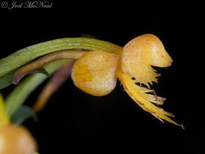 Crested Yellow Orchid: Platanthera cristata, Bartow Co., GA