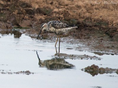 Stilt Sandpiper: Bartow Co., GA