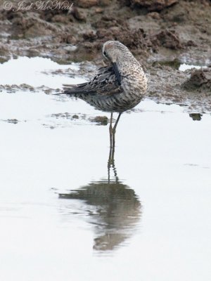 Stilt Sandpiper: Bartow Co., GA