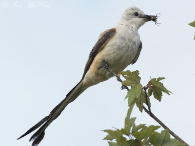 Scissor-tailed Flycatcher: Cartersville, GA