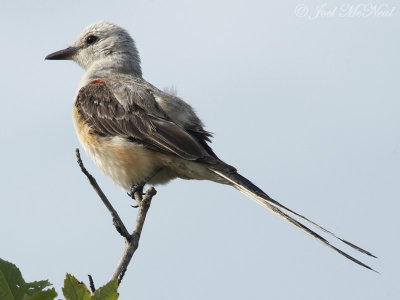 Scissor-tailed Flycatcher: Cartersville, GA