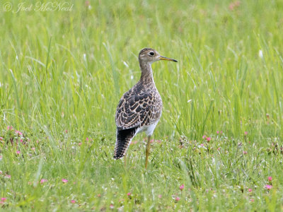 Upland Sandpiper: Marshallville Super Sod Farm