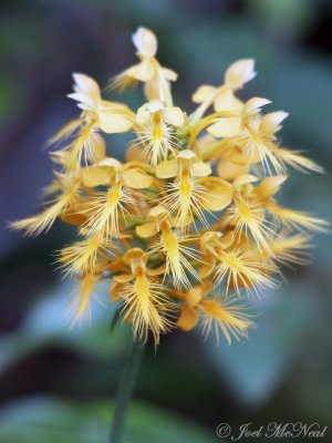 Yellow Fringed Orchid: Platanthera ciliaris