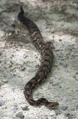 Timber Rattlesnake: Rabun Co., GA