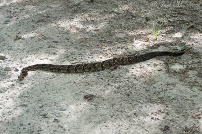 Timber Rattlesnake: Rabun Co., GA