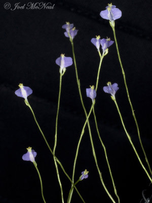 Northern Bluethread: Burmannia biflora, Bartow Co., GA