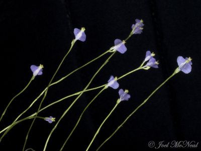 Northern Bluethread: Burmannia biflora, Bartow Co., GA