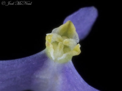 Northern Bluethread: Burmannia biflora, Bartow Co., GA