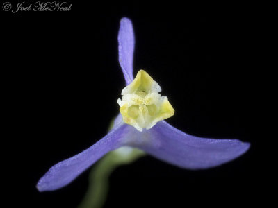 Northern Bluethread: <i>Burmannia biflora</i>, Bartow Co., GA