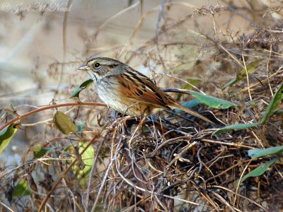 Swamp Sparrow