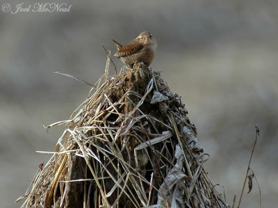 Winter Wren