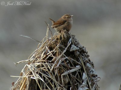Winter Wren (blinking)