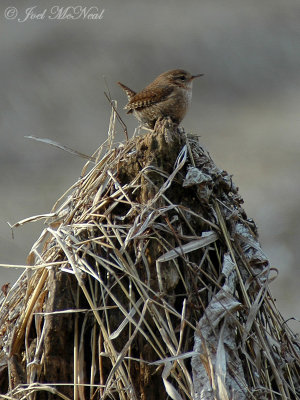 Winter Wren
