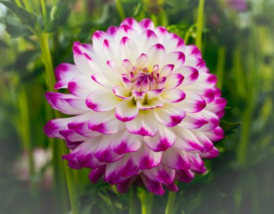 Dahlia Festival-284.jpg