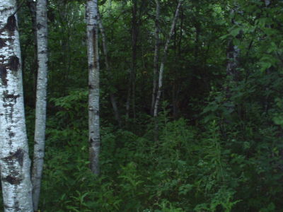 Survivor2 010.jpg