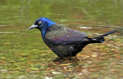 Common Grackle