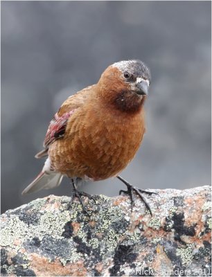 Gray-crowned Rosy Finch