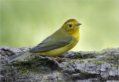 wilsons warbler female