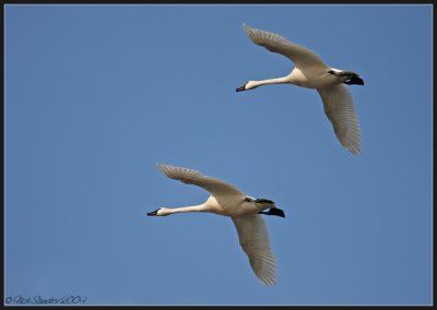 Tundra Swan