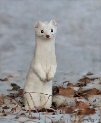 Long-tailed Weasel