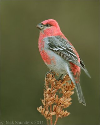 Pine Grosbeak