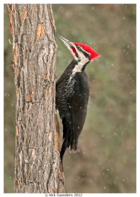 Pileated Woodpecker