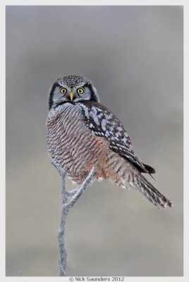 Northern Hawk Owl