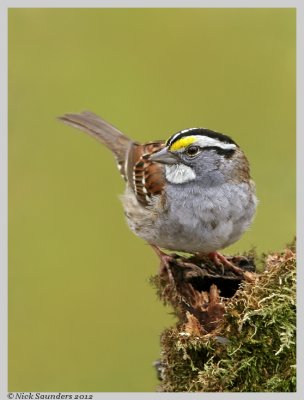 White-throated Sparrow