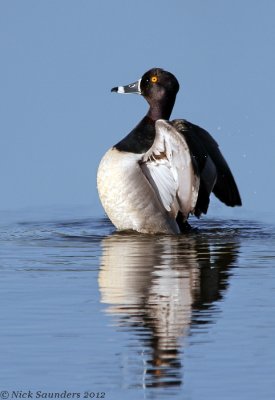 ring-necked_duck