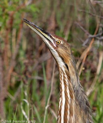 Herons & Egrets