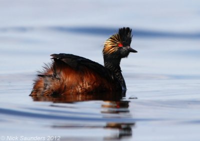 Eared Grebe