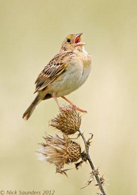 Grasshopper Sparrow