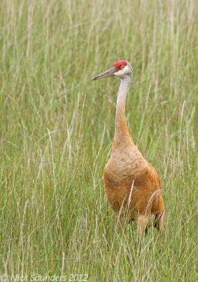 Sandhill Crane