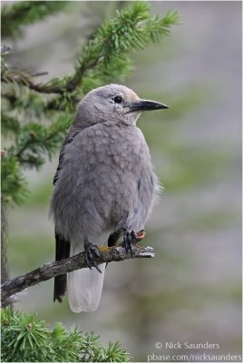 Clark's Nutcracker