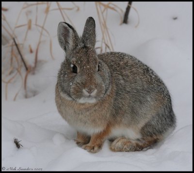 Nuttall's Cottontail