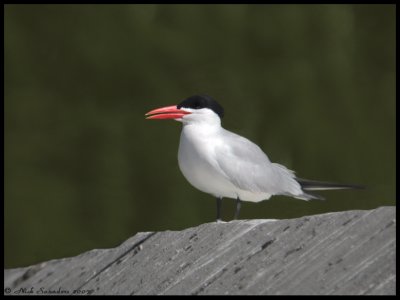 Caspian Tern