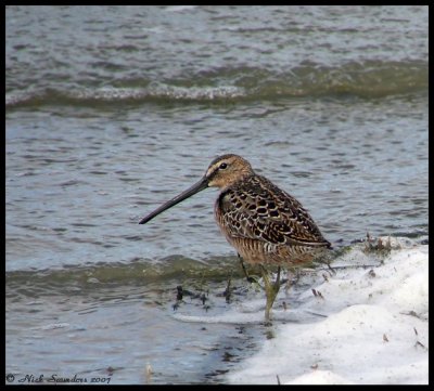 Long-billed Dowicher