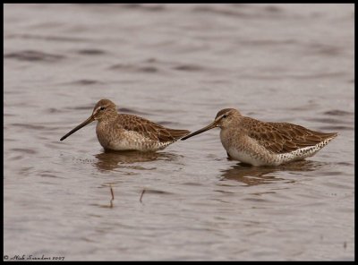 Long-billed Dowichers