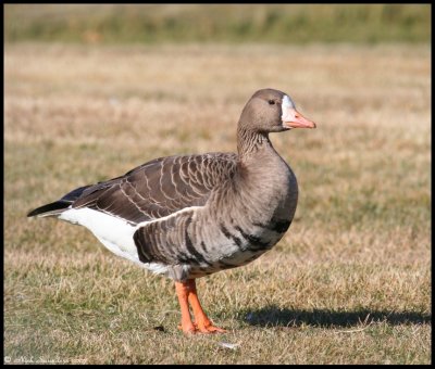 Greater White-fronted Goose