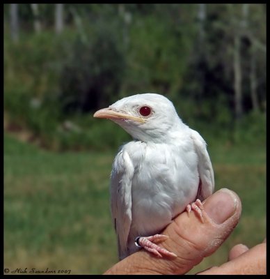 Purple Martin - Albino