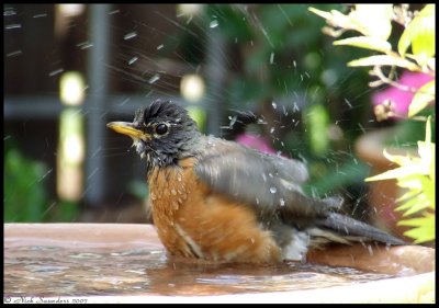 Robin - bathing in backyard