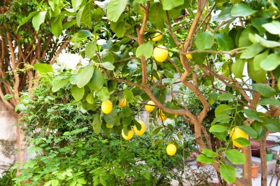Lemon  Tree