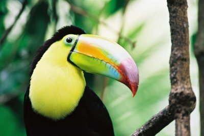 Toucan